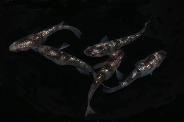 白錦ラメ　サファイア系　4匹　2ペア