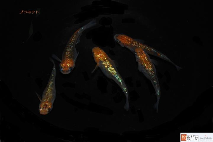 稚魚(1～2㎝)プラネット10匹無選別