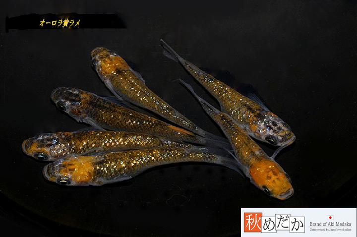 稚魚(1～2㎝)オーロラ黄ラメ10匹無選別　