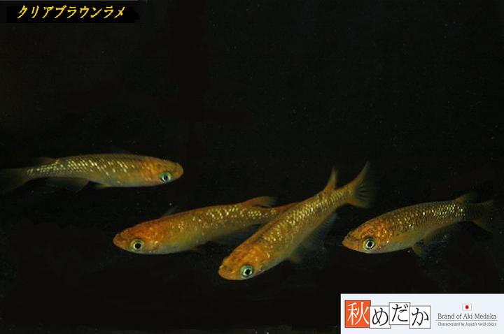 稚魚(1～2㎝)クリアブラウンラメ10匹無選別　