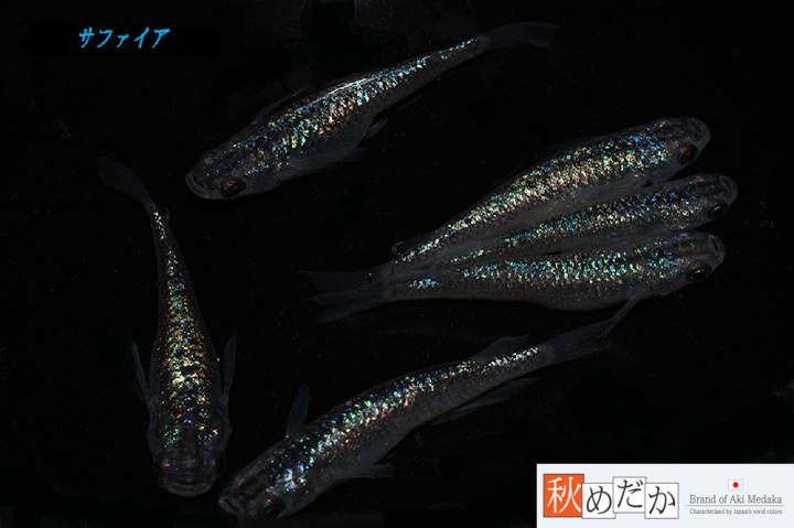 稚魚(1～2㎝)サファイア10匹無選別　