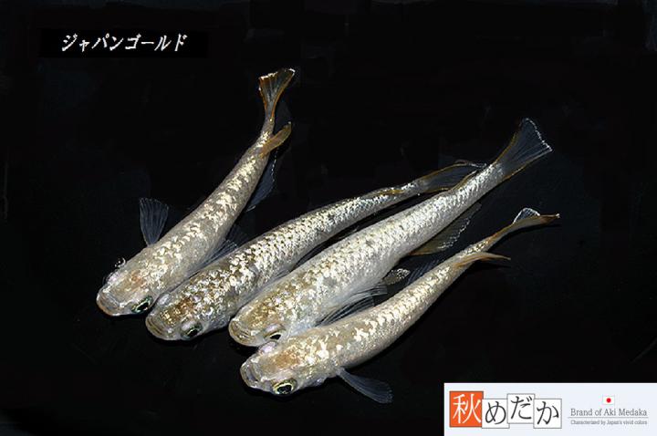 稚魚(1～2㎝)ジャパンゴールド10匹無選別　