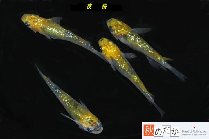 稚魚(1～2㎝)夜桜10匹無選別　