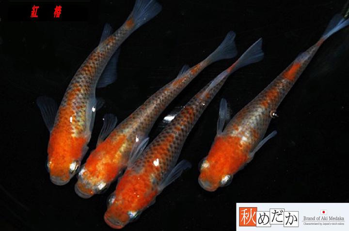稚魚(1～2㎝)紅椿10匹無選別　