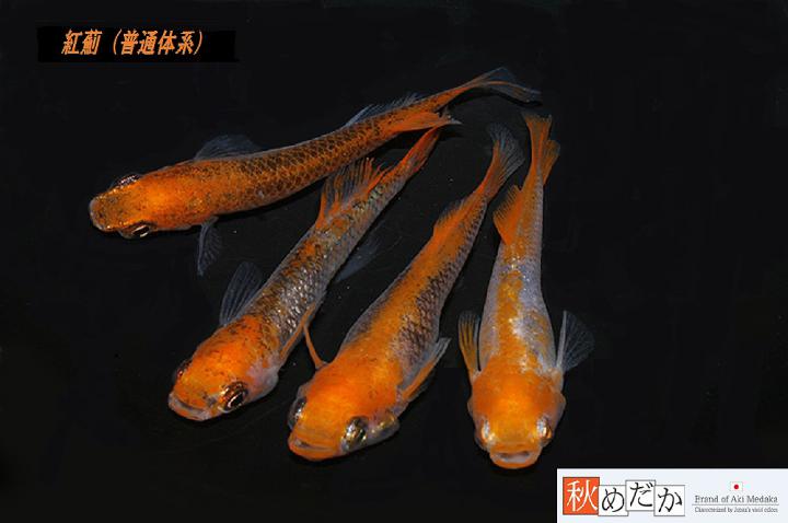 稚魚(1～2㎝)紅薊10匹無選別　