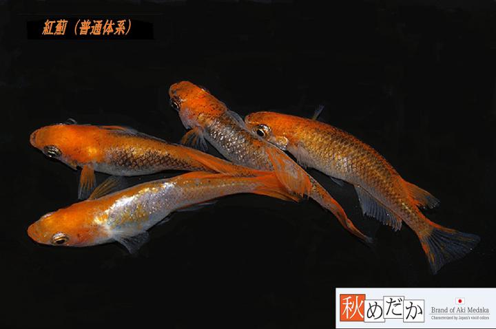 稚魚(1～2㎝)紅薊10匹無選別　