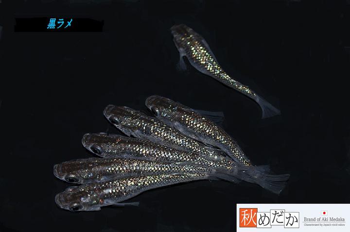 稚魚(1～2㎝)黒ラメ10匹無選別　