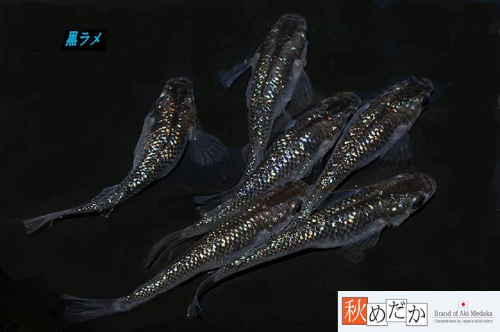 稚魚(1～2㎝)黒ラメ10匹無選別　