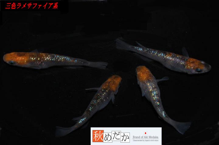 稚魚(1～2㎝)三色ラメサファイア系10匹無選別　