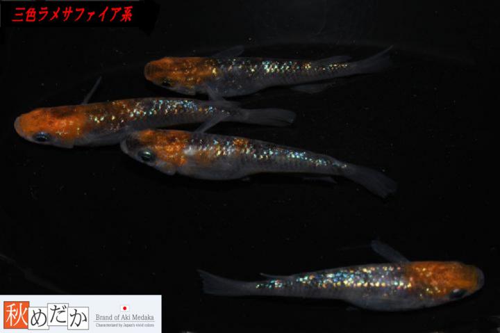 稚魚(1～2㎝)三色ラメサファイア系10匹無選別　