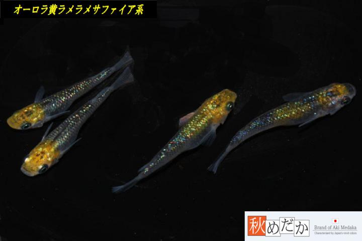 稚魚(1～2㎝)オーロラ黄ラメサファイア系10匹無選別　