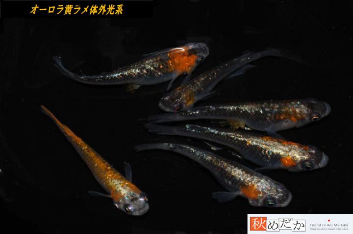 稚魚(1～2㎝)オーロラ黄ラメ体外光系10匹無選別　