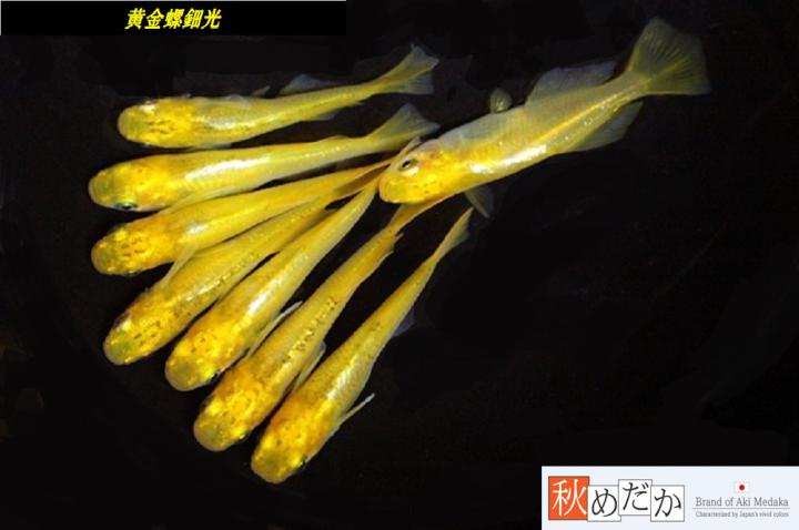 稚魚(1～2㎝)黄金螺鈿光10匹無選別　