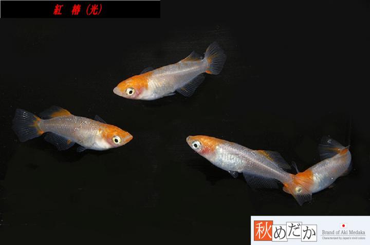 稚魚(1～2㎝)紅椿(光)10匹無選別　