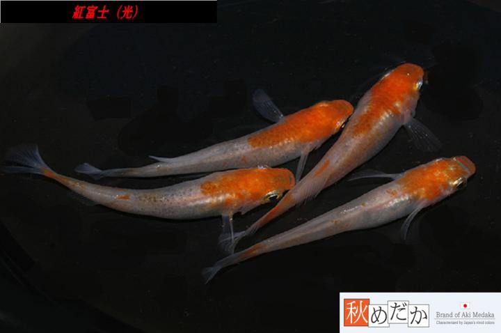 稚魚(1～2㎝)紅富士(光)10匹無選別　