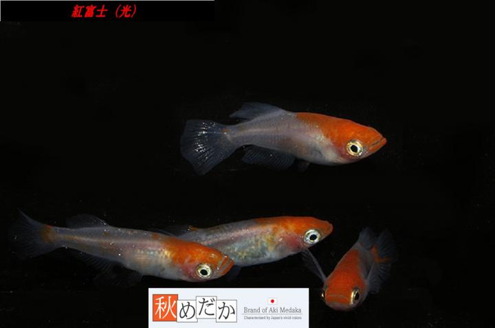 稚魚(1～2㎝)紅富士(光)10匹無選別　