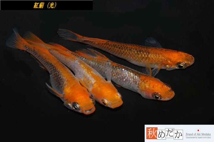 稚魚(1～2㎝)紅薊(光)10匹無選別　