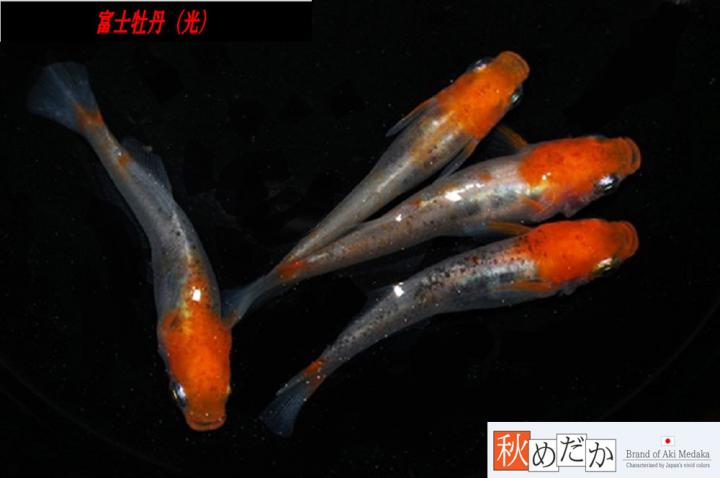 稚魚(1～2㎝)富士牡丹(光)10匹無選別　