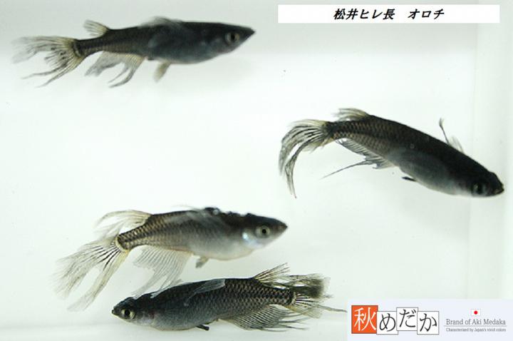 稚魚(1～2㎝)松井ヒレ長　オロチ　10匹無選別　