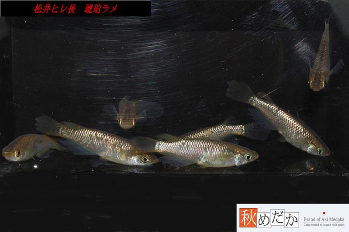 稚魚(1～2㎝)松井ヒレ長　琥珀ラメ　10匹無選別　