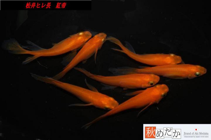 稚魚(1～2㎝)松井ヒレ長　紅帝　10匹無選別　