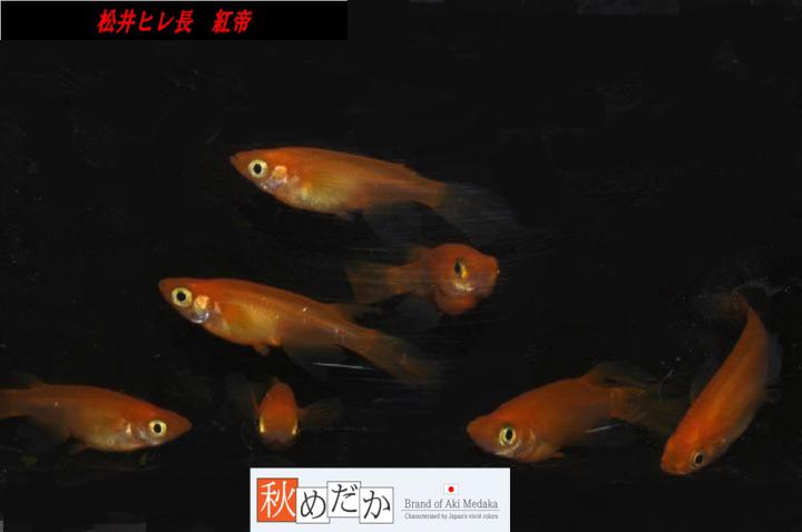 稚魚(1～2㎝)松井ヒレ長　紅帝　10匹無選別　
