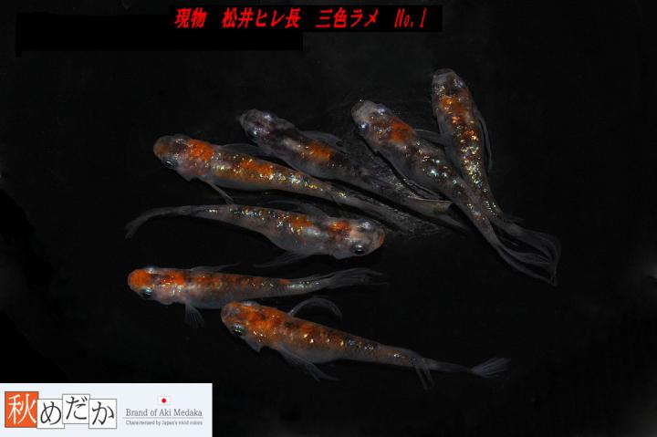 稚魚(1～2㎝)松井ヒレ長　三色ラメ　10匹無選別　