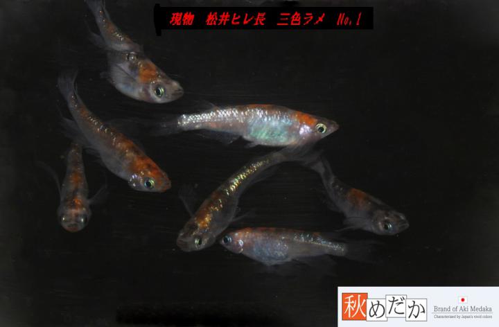 稚魚(1～2㎝)松井ヒレ長　三色ラメ　10匹無選別　