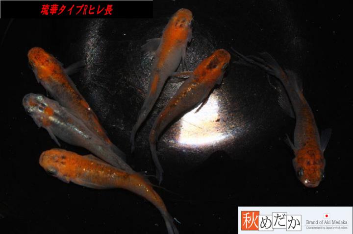稚魚(1～2㎝)琉華タイプR　ヒレ長　10匹無選別　