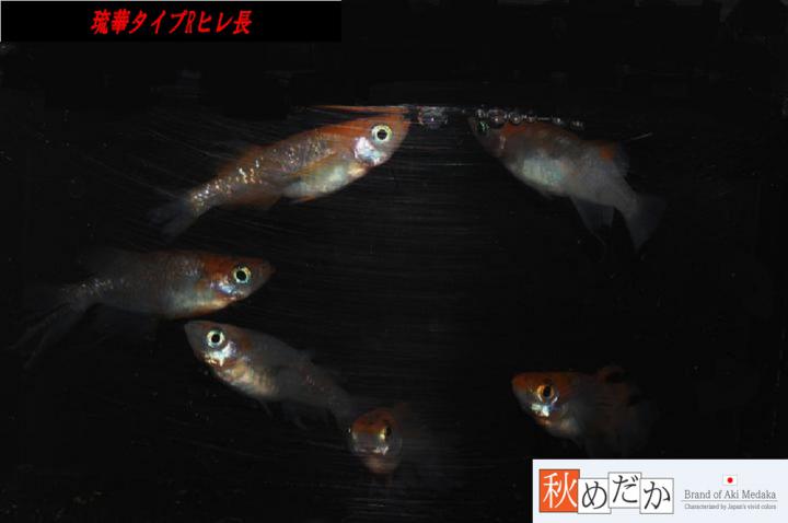 稚魚(1～2㎝)琉華タイプR　ヒレ長　10匹無選別　