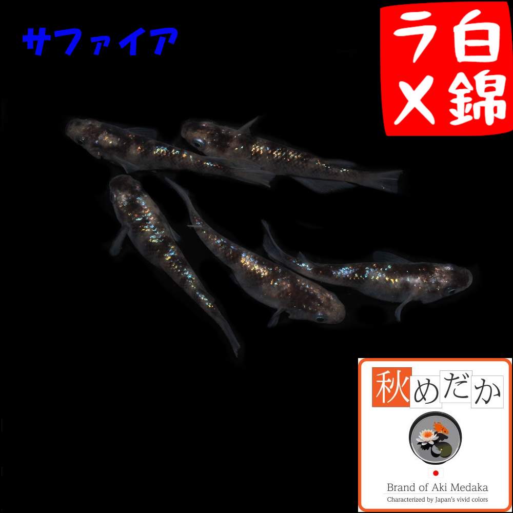 白錦ラメ サファイア系 普通体型 4匹2ペア