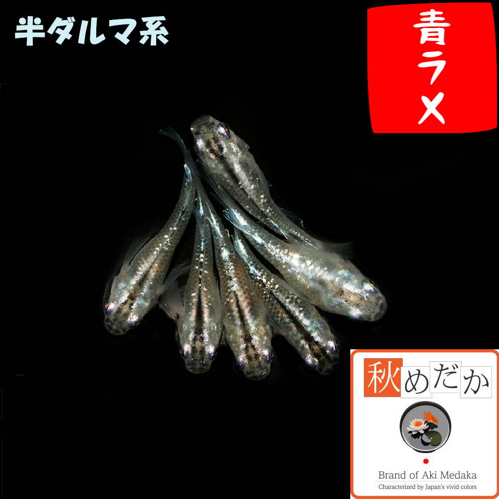 青ラメ  半ダルマ系 4匹2ペア