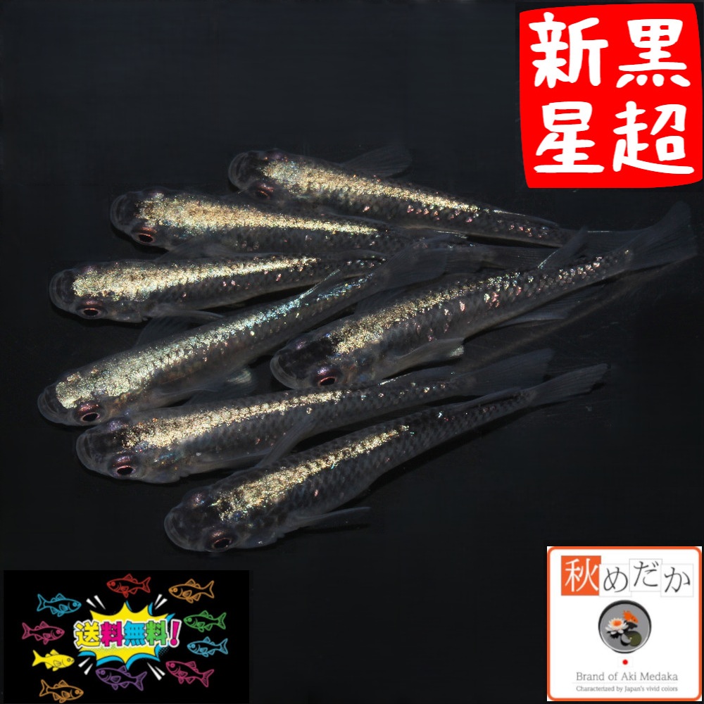 黒超新星 普通体型 6匹3ペア