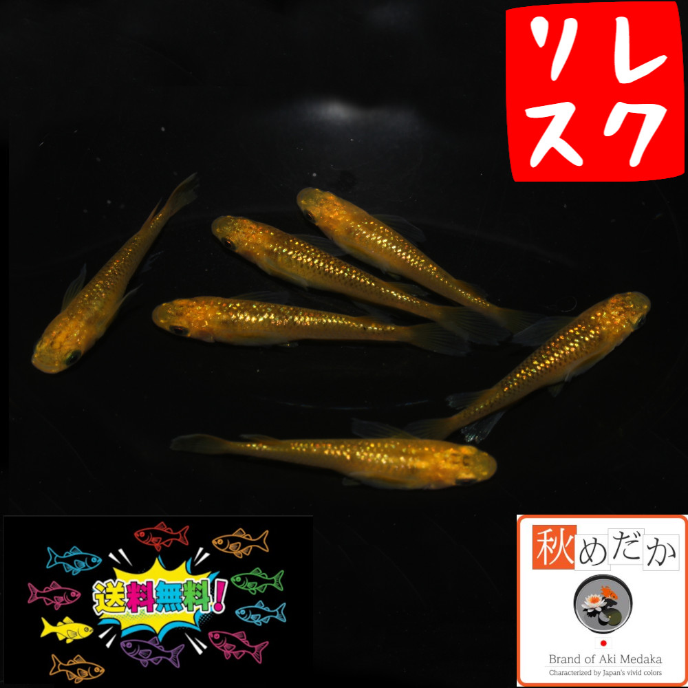 レクリス （ヒレ長） 4匹2ペア