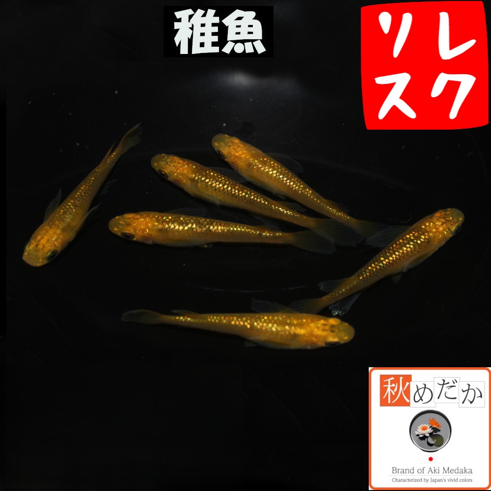 稚魚(1～2cm)レクリス10匹無選別