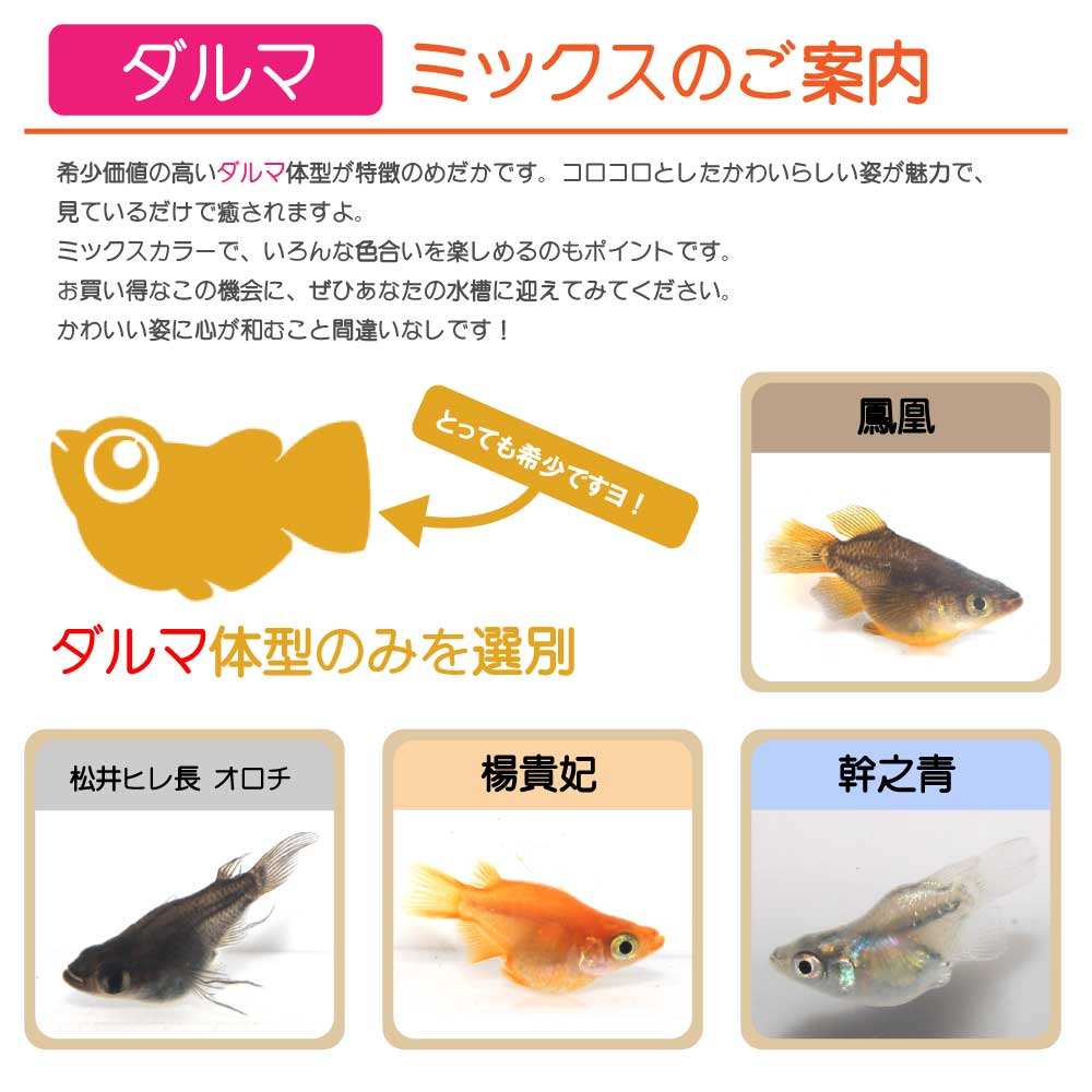 ダルマミックス（画像の種類の） 10匹 5ペア