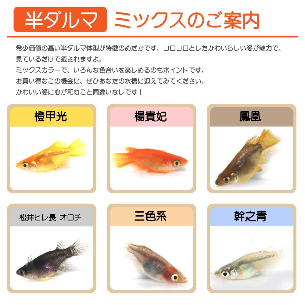 半ダルマ系ミックス （画像の種類の）10匹 5ペア