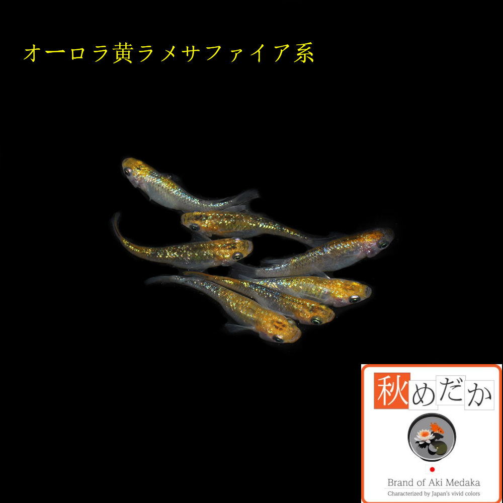 オーロラ黄ラメ サファイア系 No,2 6匹 3ペア