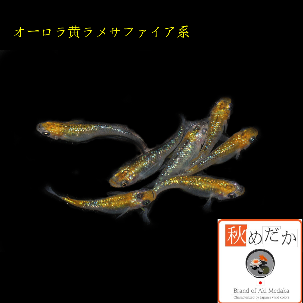 オーロラ黄ラメ サファイア系 No,1 6匹 3ペア