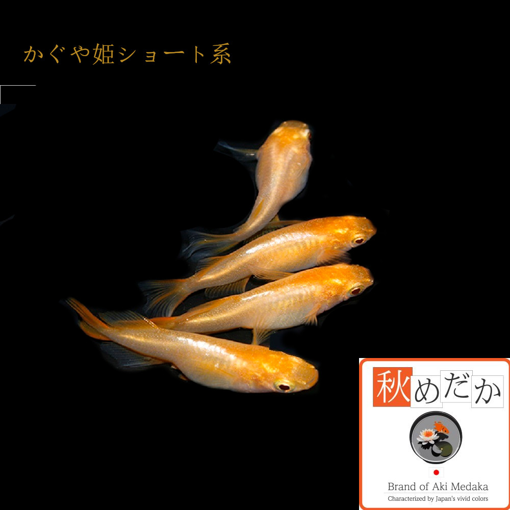 稚魚(1～2cm) かぐや姫（ブドウ目アルビノ） 10匹無選別