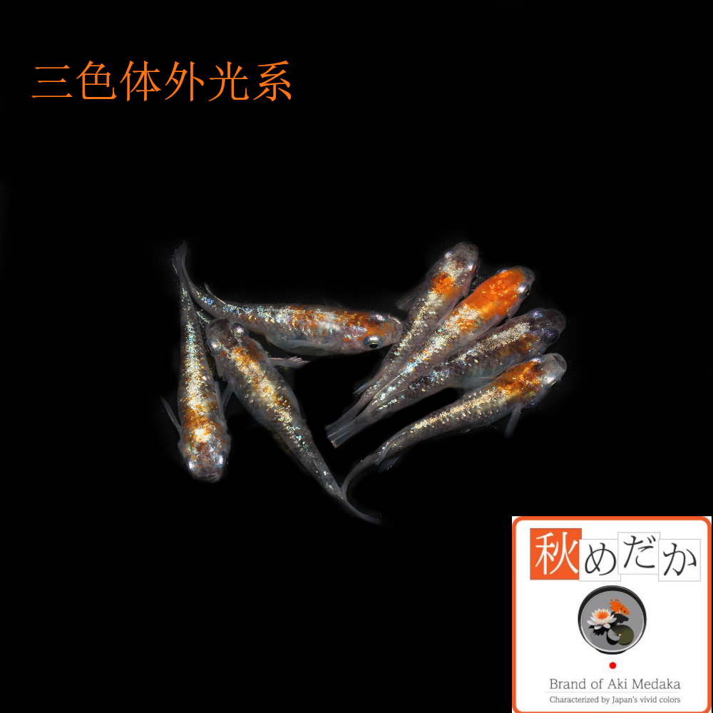 稚魚(1～2cm) 三色ラメ体外光系 10匹無選別