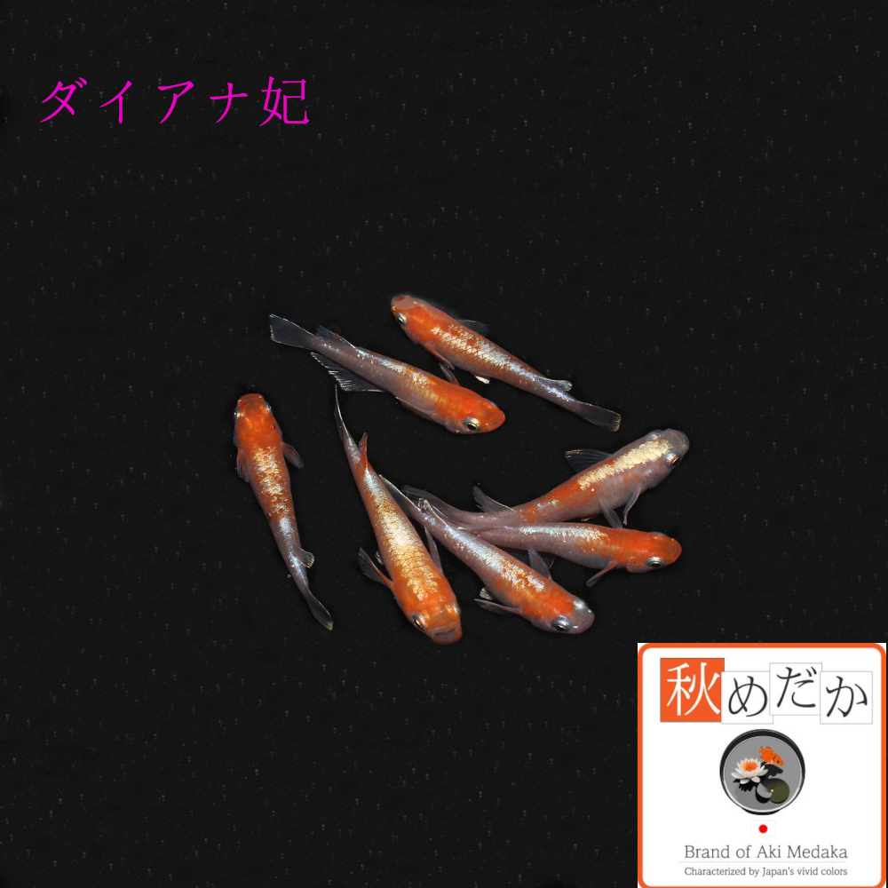 ダイアナ妃 6匹 3ペア