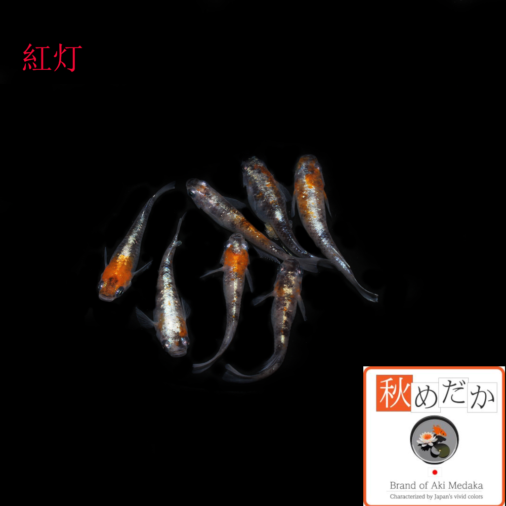 紅灯 6匹 3ペア