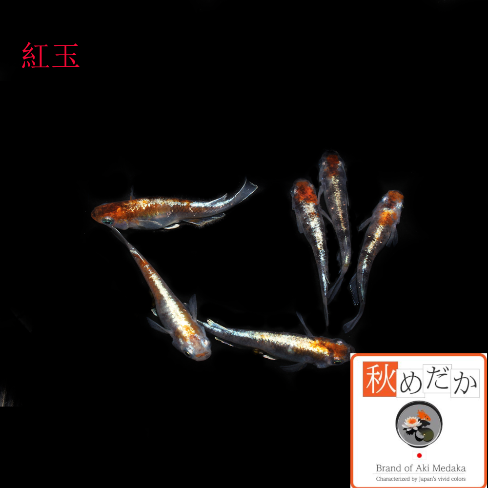紅玉 5匹 ♂2匹♀3匹