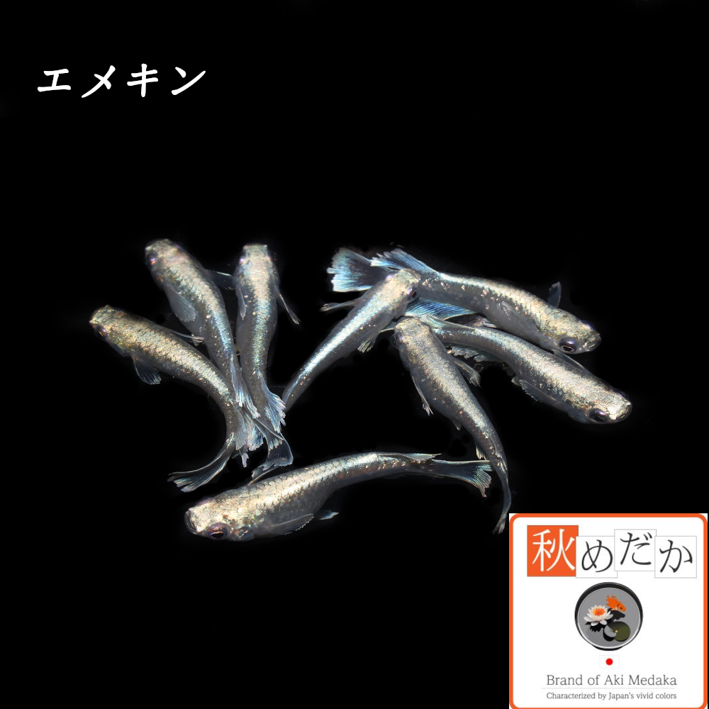 エメキン 6匹 3ペア