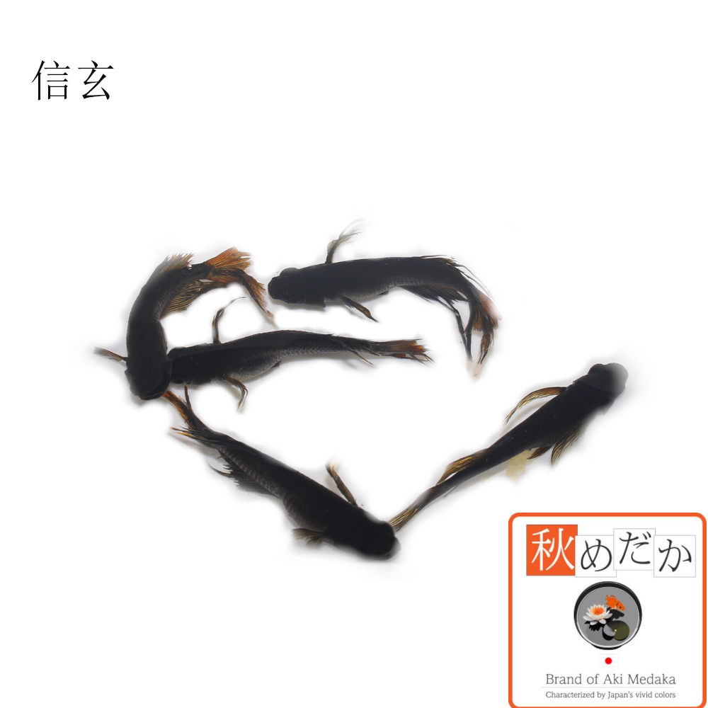 信玄 4匹 2ペア
