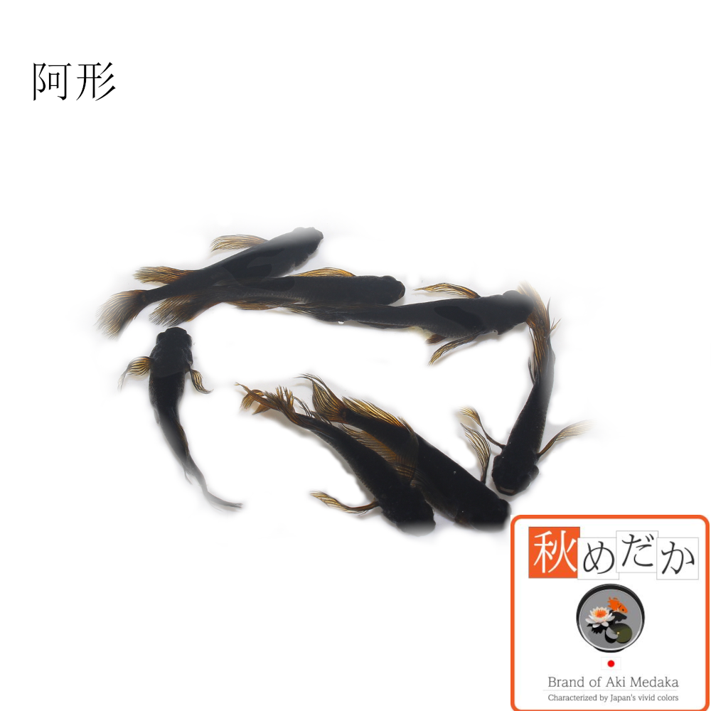 阿形 4匹 2ペア