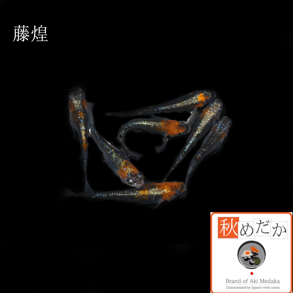 藤煌（松井系）4匹2ペア