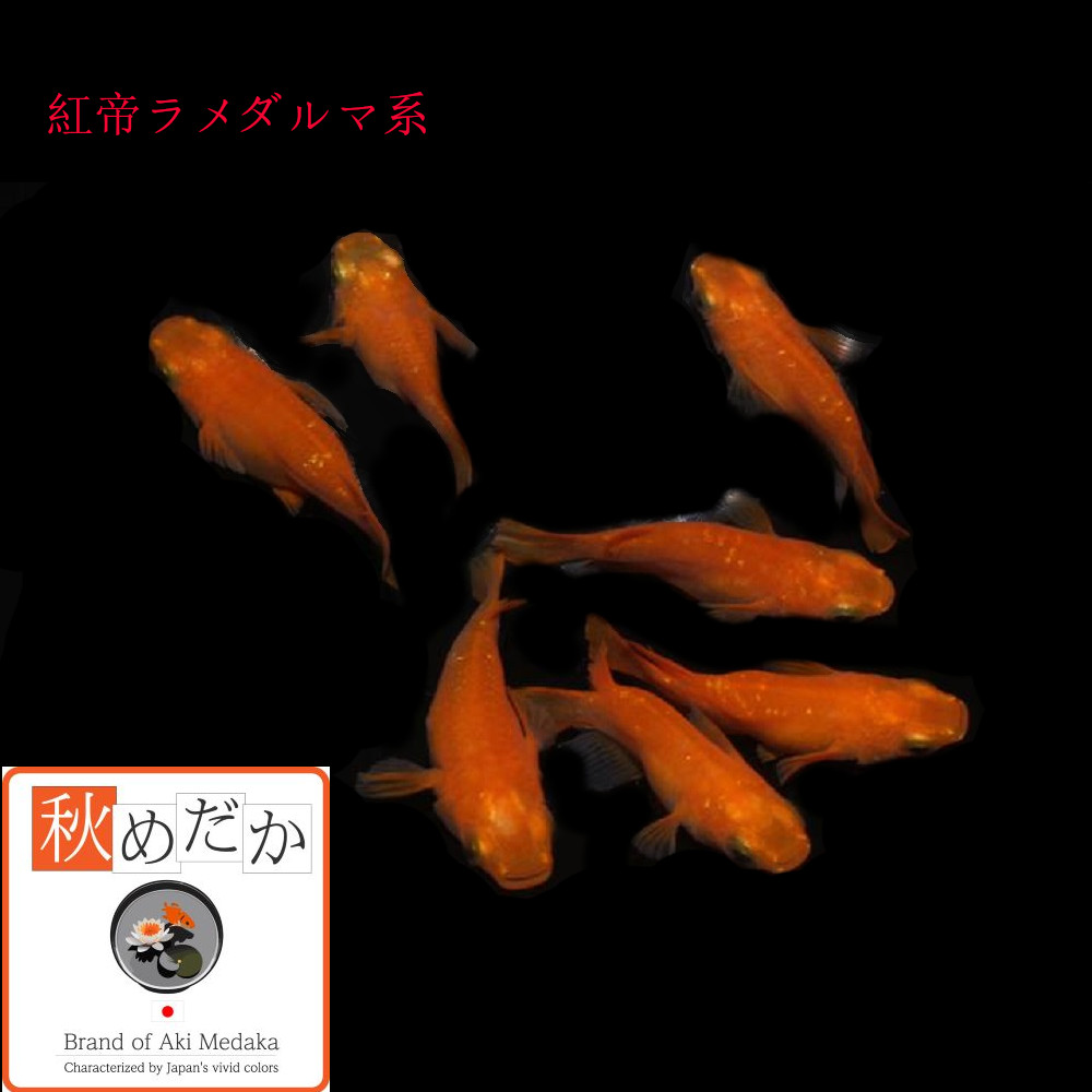 紅帝ラメ ダルマ系 4匹 2ペア