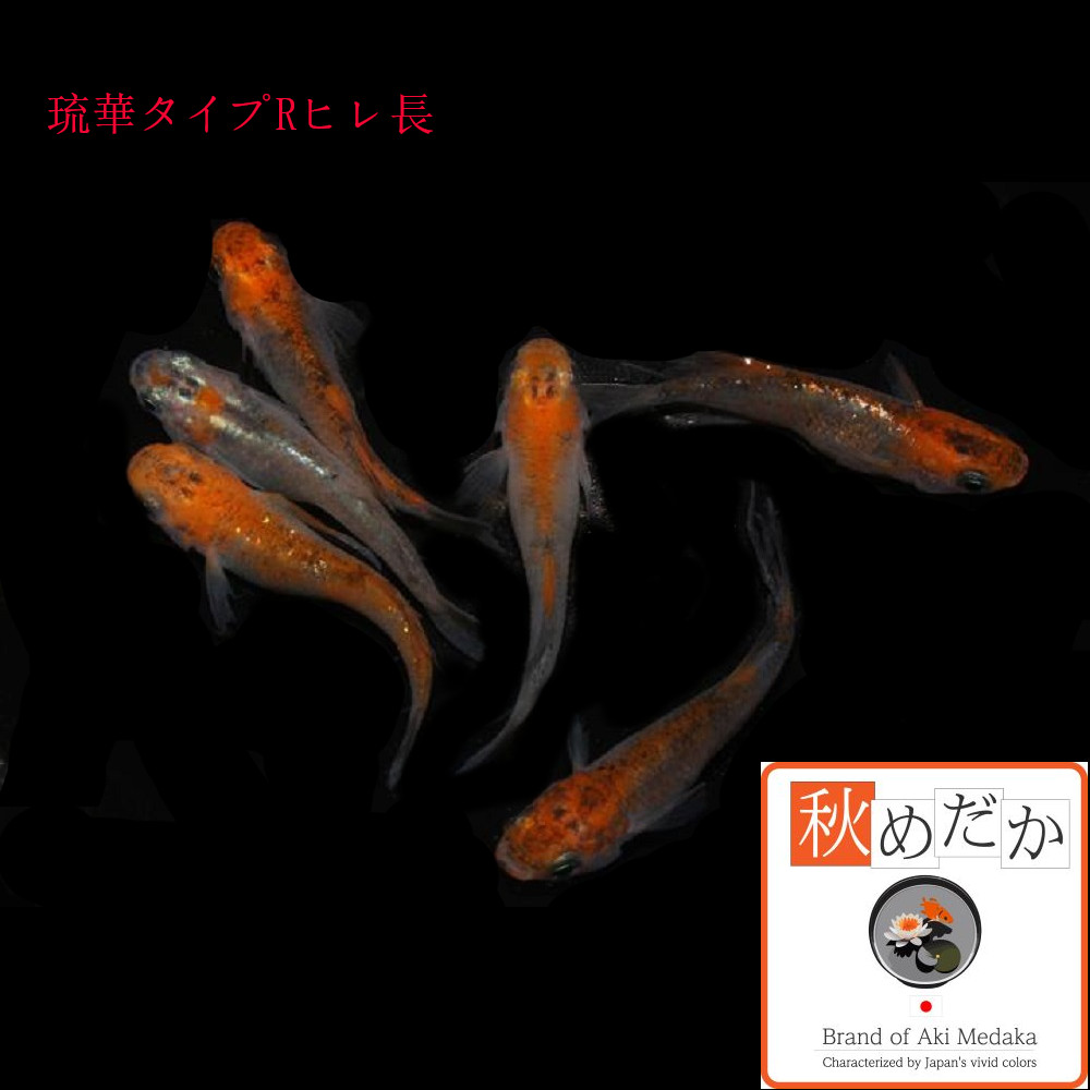 琉華タイプR ヒレ長 4匹2ペア